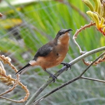 Acanthorhynchus tenuirostris (Eastern Spinebill) at ANBG - 1 Apr 2018 by RodDeb