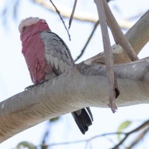 Eolophus roseicapilla at Belconnen, ACT - 31 Mar 2018