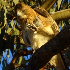 Hieraaetus morphnoides (Little Eagle) by roymcd