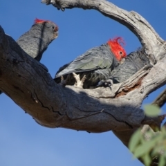 Callocephalon fimbriatum at Red Hill, ACT - suppressed