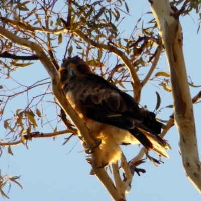 Hieraaetus morphnoides (Little Eagle) at Red Hill to Yarralumla Creek - 2 Apr 2018 by JackyF