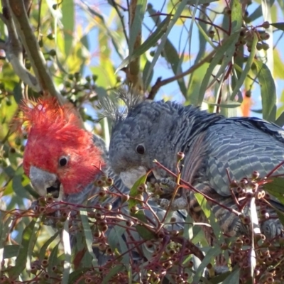 Callocephalon fimbriatum (Gang-gang Cockatoo) at Red Hill, ACT - 1 Apr 2018 by roymcd