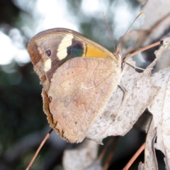 Heteronympha merope (Common Brown Butterfly) at Deakin, ACT - 2 Apr 2018 by JackyF