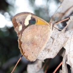 Heteronympha merope (Common Brown Butterfly) at Red Hill Nature Reserve - 2 Apr 2018 by JackyF