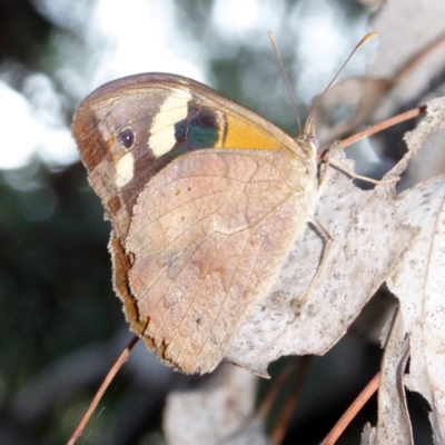 Heteronympha merope (Common Brown Butterfly) at Red Hill Nature Reserve - 2 Apr 2018 by JackyF