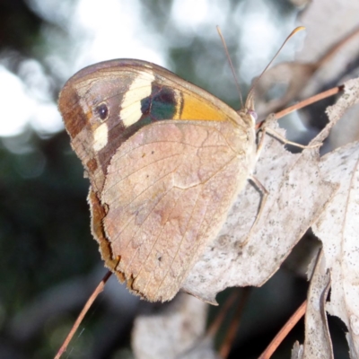 Heteronympha merope (Common Brown Butterfly) at Deakin, ACT - 2 Apr 2018 by JackyF