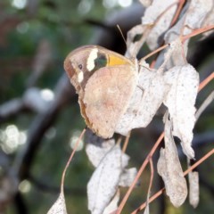 Heteronympha merope at Deakin, ACT - 2 Apr 2018 05:09 PM