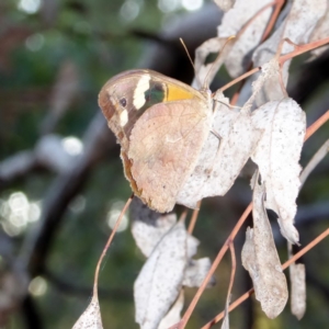 Heteronympha merope at Deakin, ACT - 2 Apr 2018