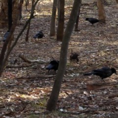 Corcorax melanorhamphos (White-winged Chough) at Deakin, ACT - 2 Apr 2018 by JackyF