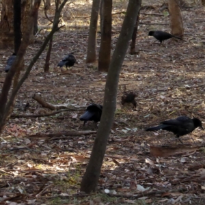 Corcorax melanorhamphos at Deakin, ACT - 2 Apr 2018