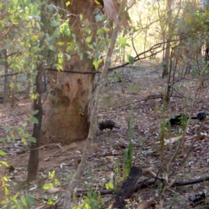 Corcorax melanorhamphos at Deakin, ACT - 2 Apr 2018