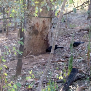 Corcorax melanorhamphos at Deakin, ACT - 2 Apr 2018