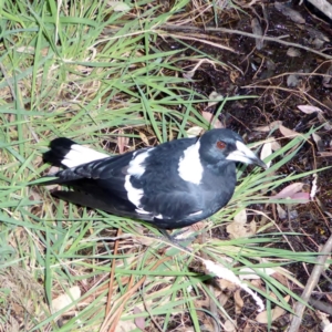 Gymnorhina tibicen at Deakin, ACT - 2 Apr 2018