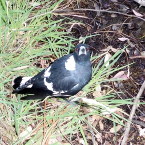 Gymnorhina tibicen at Deakin, ACT - 2 Apr 2018 05:03 PM