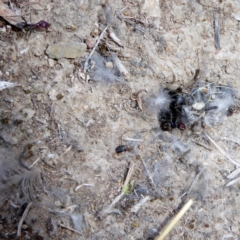 Iridomyrmex purpureus (Meat Ant) at Red Hill Nature Reserve - 2 Apr 2018 by JackyF