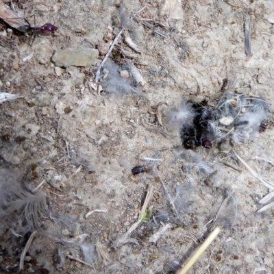 Iridomyrmex purpureus (Meat Ant) at Deakin, ACT - 2 Apr 2018 by JackyF
