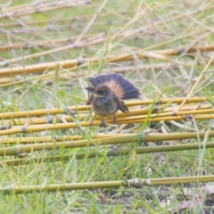 Rhipidura rufifrons at Bald Hills, NSW - 27 Mar 2018 07:51 AM