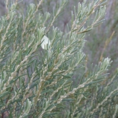 Bertya rosmarinifolia (Rosemary Bertya) at Tharwa, ACT - 8 Mar 2018 by MichaelBedingfield