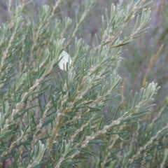 Bertya rosmarinifolia (Rosemary Bertya) at Tennent, ACT - 8 Mar 2018 by michaelb