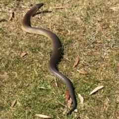 Austrelaps ramsayi (Highlands Copperhead) at Kosciuszko National Park, NSW - 11 Mar 2018 by George