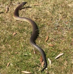 Austrelaps ramsayi at Kosciuszko National Park, NSW - 11 Mar 2018