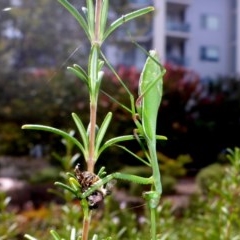 Pseudomantis albofimbriata (False garden mantis) at City Renewal Authority Area - 3 Apr 2018 by JanetRussell