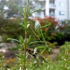 Pseudomantis albofimbriata at Canberra, ACT - 3 Apr 2018