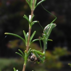 Pseudomantis albofimbriata at Canberra, ACT - 3 Apr 2018