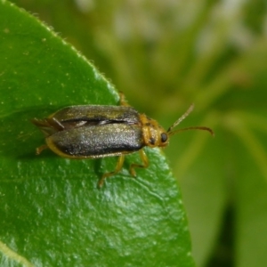 Xanthogaleruca luteola at Canberra, ACT - 3 Apr 2018