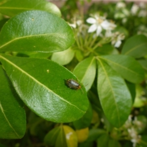 Xanthogaleruca luteola at Canberra, ACT - 3 Apr 2018 12:21 PM