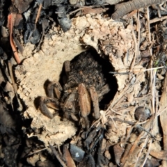 Lycosidae (family) (Unidentified wolf spider) at Cook, ACT - 1 Apr 2018 by CathB