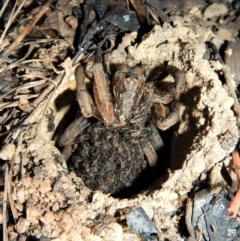 Lycosidae (family) at Cook, ACT - 1 Apr 2018 10:40 AM