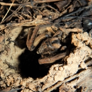 Lycosidae (family) at Cook, ACT - 1 Apr 2018 10:40 AM