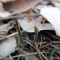 Diplodium ampliatum (Large Autumn Greenhood) at Cook, ACT - 3 Apr 2018 by CathB