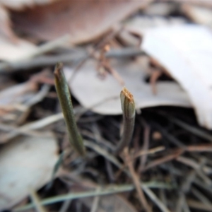 Diplodium ampliatum at Cook, ACT - 3 Apr 2018