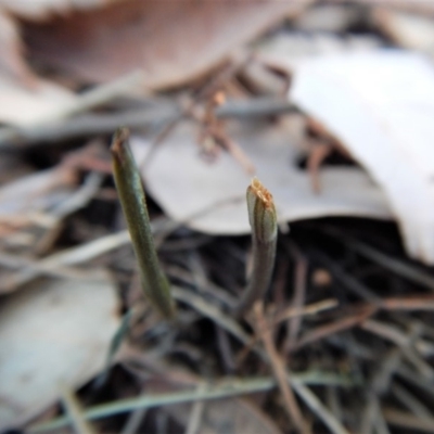 Diplodium ampliatum (Large Autumn Greenhood) at Cook, ACT - 3 Apr 2018 by CathB