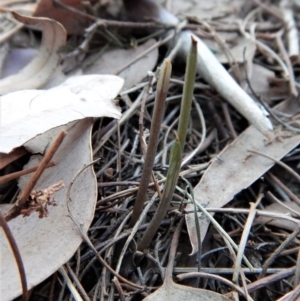 Diplodium ampliatum at Cook, ACT - 3 Apr 2018