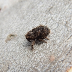 Cryptorhynchini (tribe) (Unidentified cryptorhynchine weevil) at Belconnen, ACT - 3 Apr 2018 by CathB