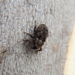 Cryptorhynchini sp. (tribe) at Belconnen, ACT - 3 Apr 2018