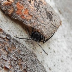 Myrmarachne (genus) (Unidentified Ant-mimic jumping spider) at Belconnen, ACT - 3 Apr 2018 by CathB