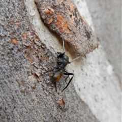 Myrmarachne sp. (genus) at Belconnen, ACT - 3 Apr 2018 08:58 AM