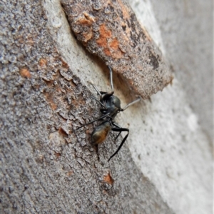 Myrmarachne sp. (genus) at Belconnen, ACT - 3 Apr 2018 08:58 AM