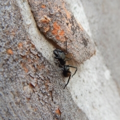 Myrmarachne sp. (genus) at Belconnen, ACT - 3 Apr 2018