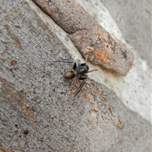 Myrmarachne sp. (genus) at Belconnen, ACT - 3 Apr 2018 08:58 AM