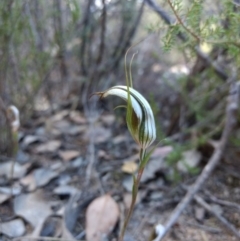 Diplodium ampliatum (Large Autumn Greenhood) at Tennent, ACT - 3 Apr 2018 by MattM