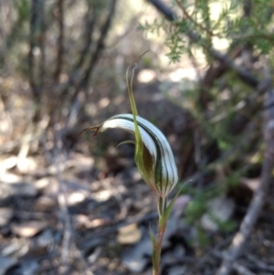 Diplodium ampliatum at Tennent, ACT - 3 Apr 2018