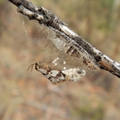 Anestia (genus) (A tiger moth) at Belconnen, ACT - 2 Apr 2018 by CathB