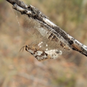 Anestia (genus) at Point 4152 - 3 Apr 2018 09:28 AM