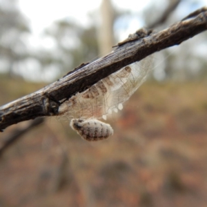 Anestia (genus) at Point 4152 - 3 Apr 2018