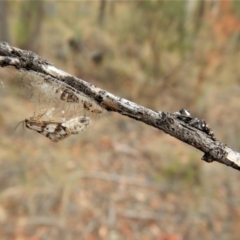 Sandalodes scopifer at Dunlop, ACT - 3 Apr 2018